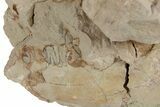 Bargain, Fossil Oreodont (Leptauchenia) Skull - South Dakota #249264-2